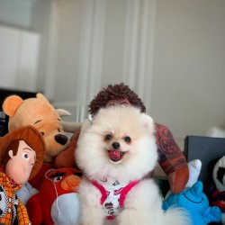 3 Aylık Beyaz PomeranianBoo Yavrumuz 5