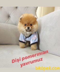 Safkan Pomerınıan Boo Yavrular 1
