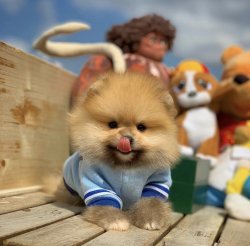 Irk Ve Sağlık Garantili PomeranianBoo Yavrularımızdan 2