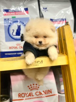 Pomeranian Boo Teddy Bear Yavrular 2