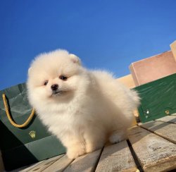 Kar Beyazı Teddybear Pomeranianboo Yavrularımızdan 3