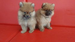 Pomerian Şipitz 4
