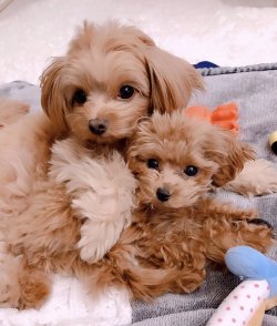 Safkan Poodle 1