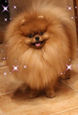 POMERANİAN BOO 3