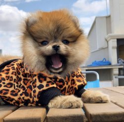 En Güzel PomeranianBoo  Yavruları Için İletişime Geçiniz 4