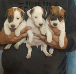 Fare Avcısı Jack Russell 1