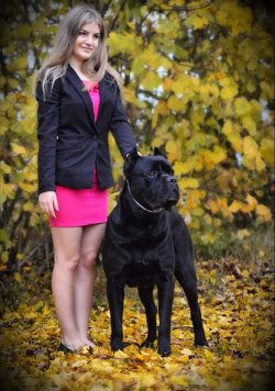 CANE CORSA YAVRULARI 2