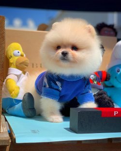 Türkiye'nin En Kaliteli Pomeranian Boo Ai̇lesi! 4