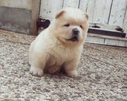 Satılık Beyaz ( Krem ) Chow Chow Çi̇n Aslanı Yavruları 1