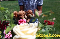 Golden Retriever Yavrularımız 3