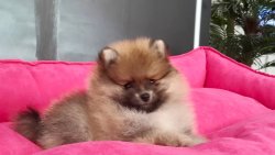 POMERANAIN BOO YAVRULARIMIZ 2