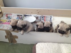 PUG MOPS YAVRULARIMIZ 3