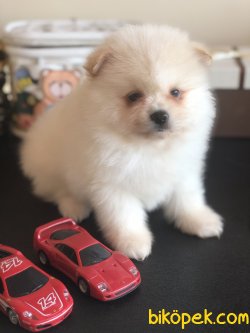 Ailenizin Yeni Neşesi 2