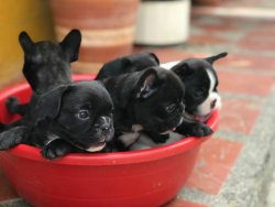 FRENCH BULLDOG YAVRULARI 1