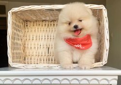 Orji̇nal Pomerani̇an Boo Yavrularımız 5