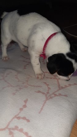 Jack Russell  3aylik Dişi 1