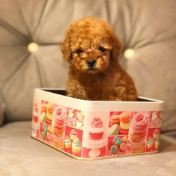Anne Altından TOY POODLE Yavrular 1