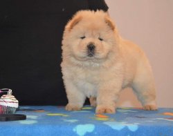 Satılık Chow Chow Yavrusu 1