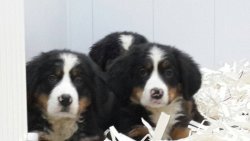 BERNESE MOUNTAIN DOG YAVRULARIMIZ 3
