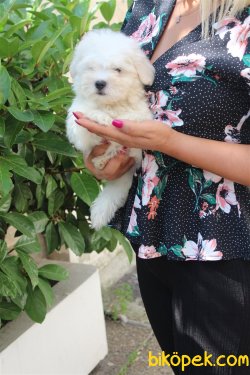 Süper Kalite Kartopu Gibi Maltese Terrier Bebekler Geldi 3