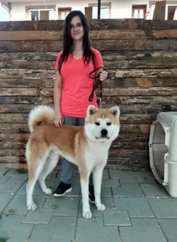 JAPON AKİTA İNU YAVRULARI 2
