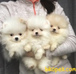 Boo Pomeranian Yavrular 2