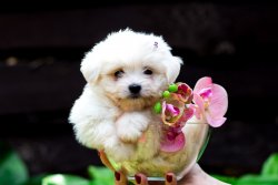 Maltese Terrier Orji̇nal Yavrular 2
