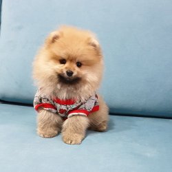 Pomeranian Boo Teddy Bear Yavrular 1