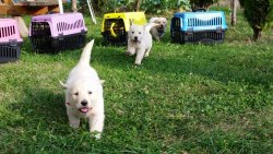 BABY FACE GOLDEN YAVRULARI ÜRETİM ÇİFTLİĞİNDEN 3