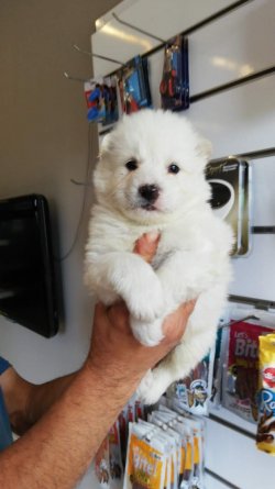 Samoyed Yavrularımız Irk Garantilidir 2