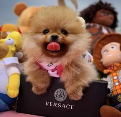 Orijinal Renk  TeddyBear Yavrumuz 3