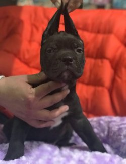 Cane Corso Yavrularımız 1