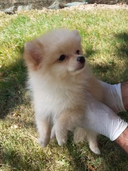 Üreticiden Mükemmel Safkan Irk Garantili Pomeranian Yavrularimiz 2