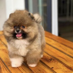 Sıfır Burun Orijinal  Teacup Boy PomeranianBoo Oğlumuz 4