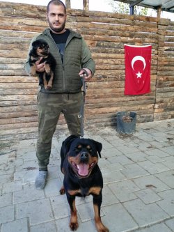 Koca Kafa Rottweiler Yavruları 1