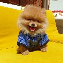 Boo Pomeranian Tedy Bear Yavrular 3