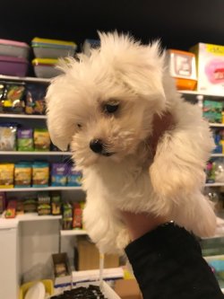 Maltese Terrier Yavru 2 Aylık 2