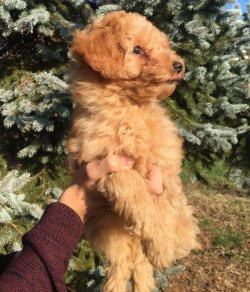 Poodle Bebeklerimiz 1