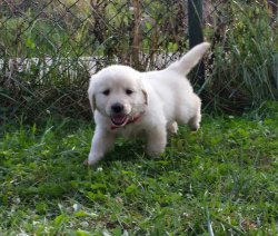 BABY FACE GOLDEN YAVRULARI ÜRETİM ÇİFTLİĞİNDEN 5