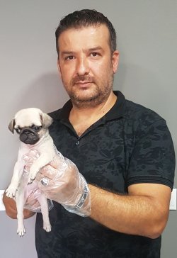 Pug Yavruları 2
