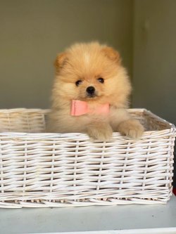 Orji̇nal Pomerani̇an Boo Yavrularımız 1
