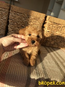 Anne Altından Toy Poodle 3