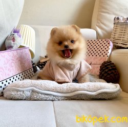Irkının En Güzel Pomeranian Boo Yavruları 2