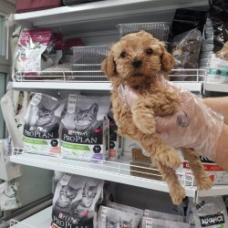 TOY POODLE RED BROWN 2 AYLIK ERKEK SEVİMLİ YAVRULAR 1