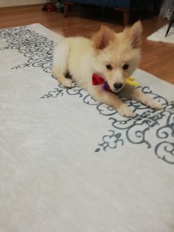 Pomerian  Spitz 1