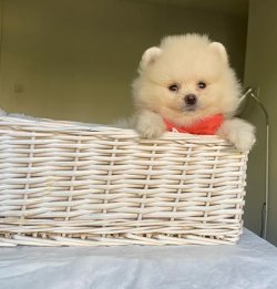 Orji̇nal Pomerani̇an Boo Yavrularımız 2