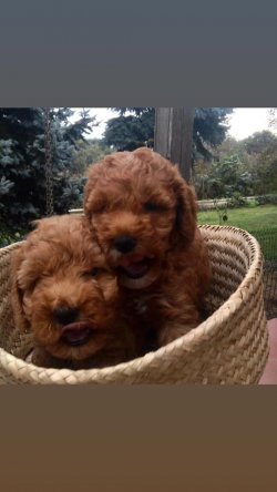ANNE BABA SECERELİ TOY POODLE RED VE DARK RED YAVRULAR 1