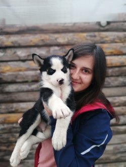 Masmavi Gözlü Husky Yavruları 3