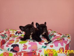 Süper Kalite Franch Bulldog Yavrularımız Petonya Farkı Ile Mağaza 1