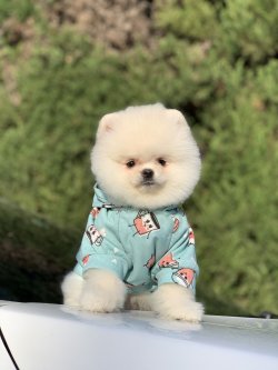Safkan TeddyBear Boo Oğlumuz Snow 1